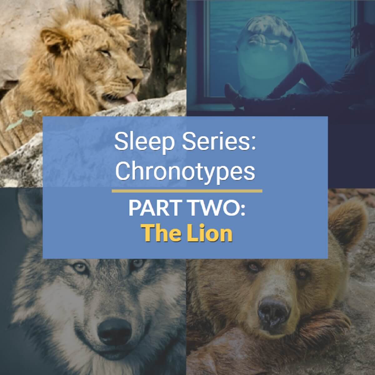 The Lion Sleep Chronotype