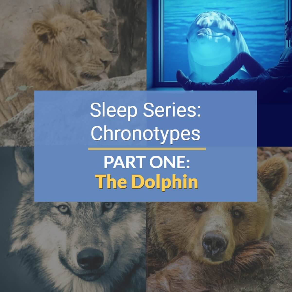 The Dolphin Sleep Chronotype